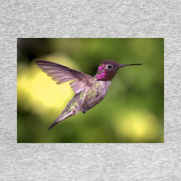 Anna's Hummingbird in Flight by JeffreySchwartz